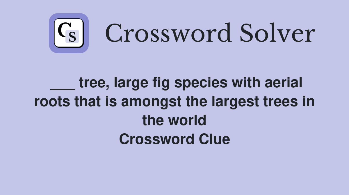 ___ tree, large fig species with aerial roots that is amongst the largest trees in the world Crossword Clue